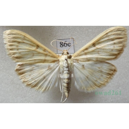 Patania ruralis (Scopoli, 1763) Boczanka brązowianka Czech86e